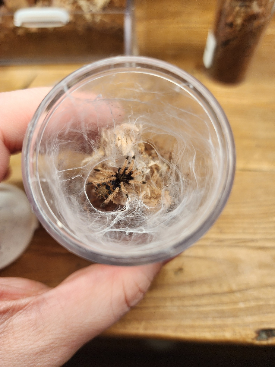 Chromatopelma cyaneopubescens