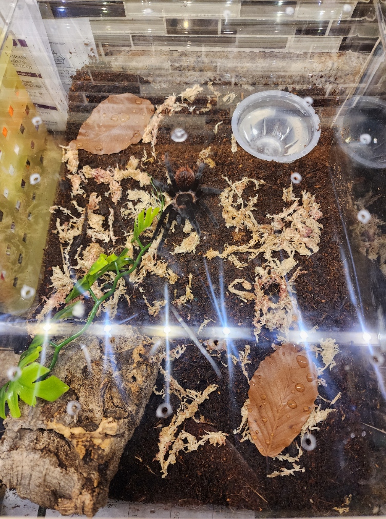 "Frankie" the Tliltocatl vagans