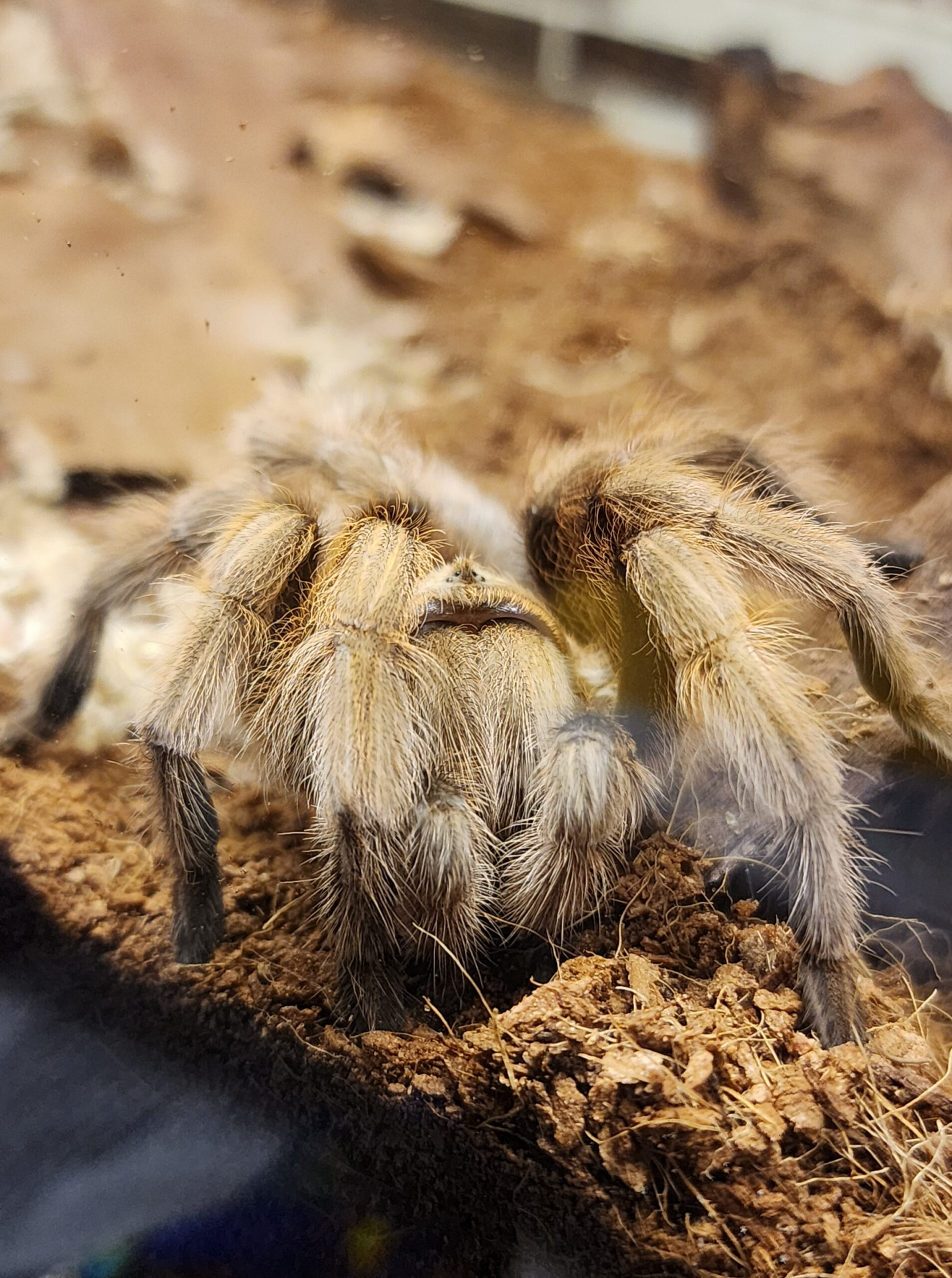 "Blondie" the Aphonopelma chalcodes