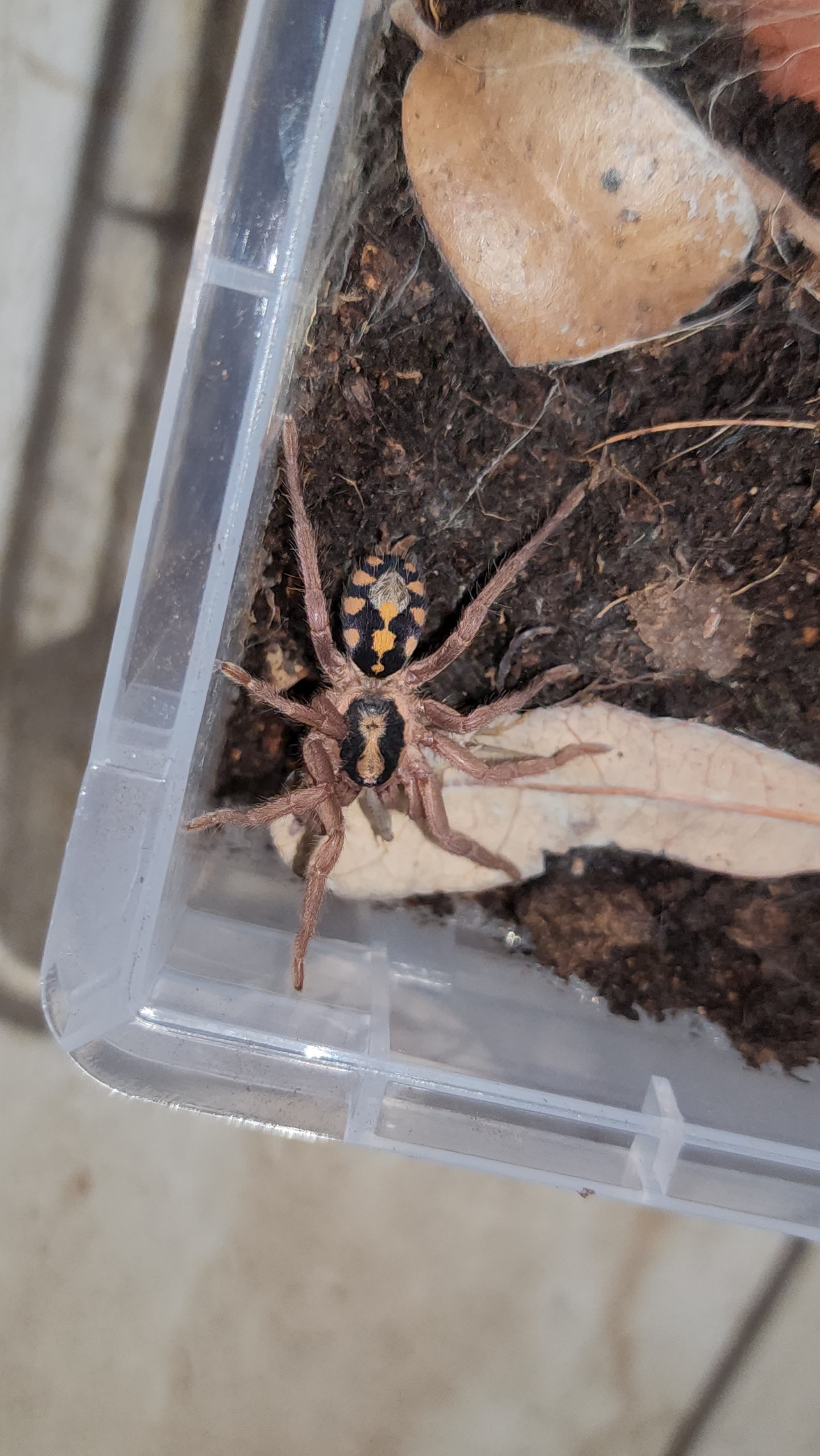 Hapolopus sp. Colombia